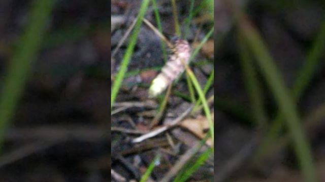 VID_20250709_233420.mp4