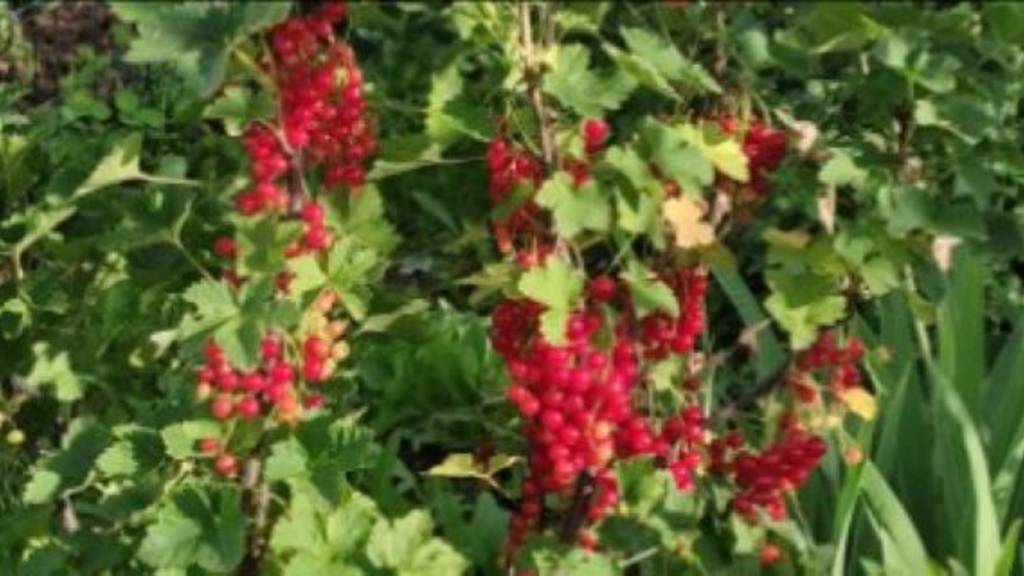 Заморозка ягод, как палочка выручалочка, поможет сохранить урожай