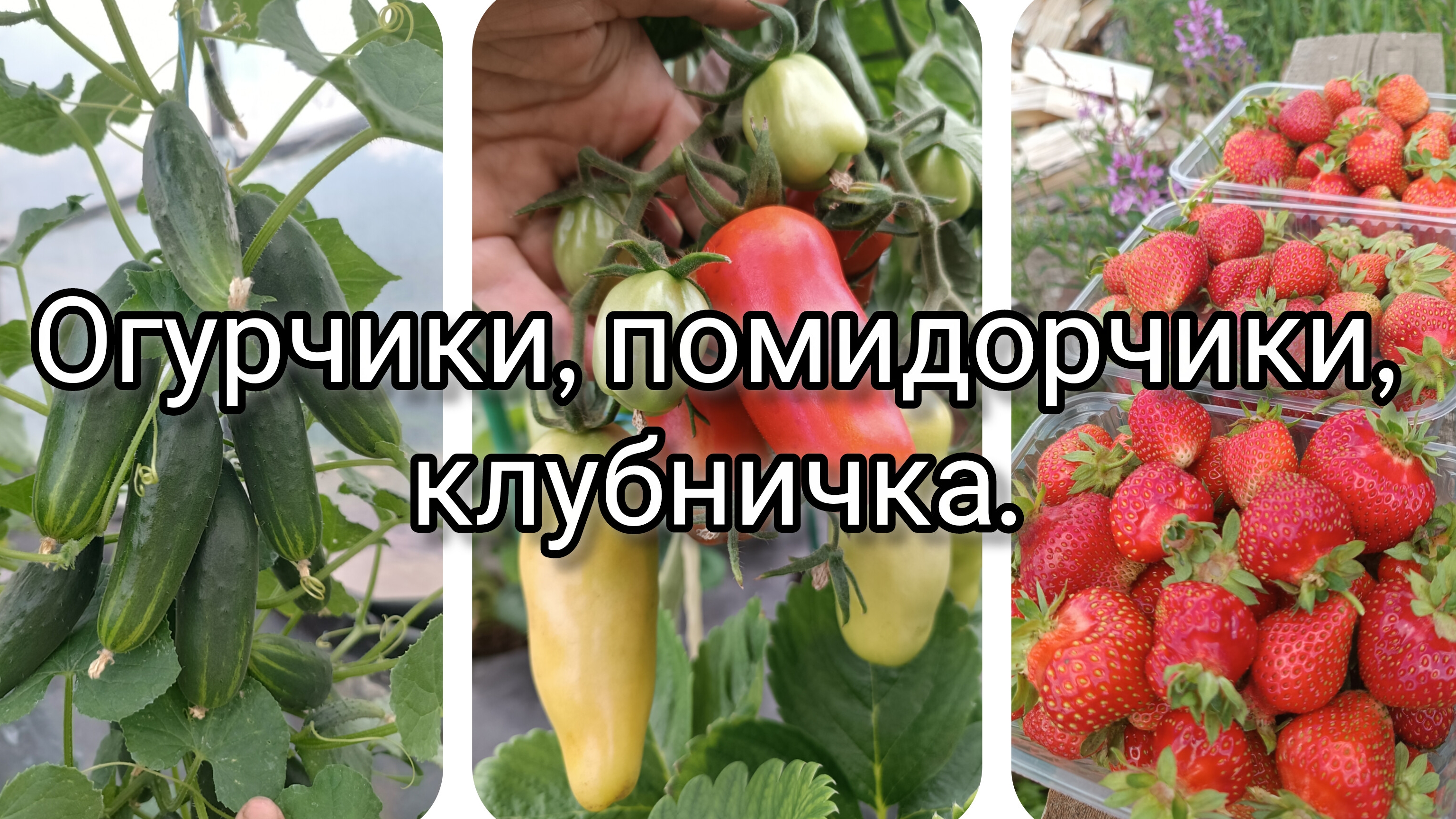 Огурчики, помидорчики, клубничка.