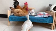 Курица и петух становятся опекунами котят - 2025 год
