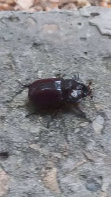 Жук-носорог