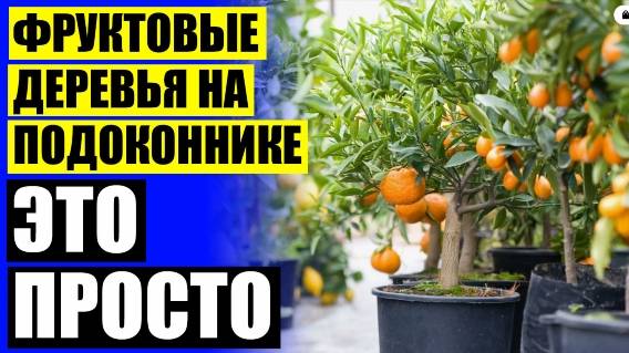 ⛔ Как размножить дерево лимона 🔥