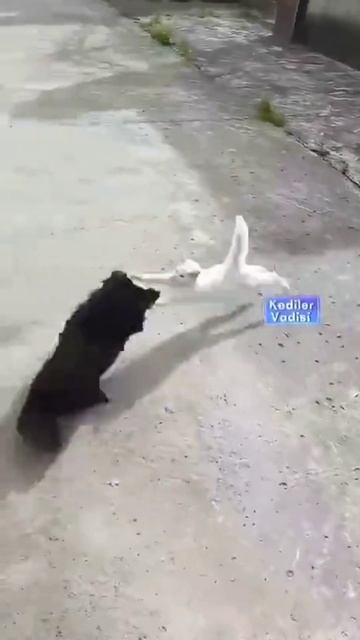 котики#киска #собака #кошки