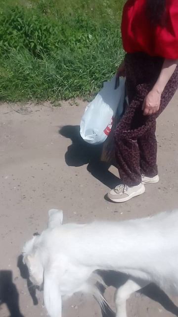 VID_20250705_141244.mp4