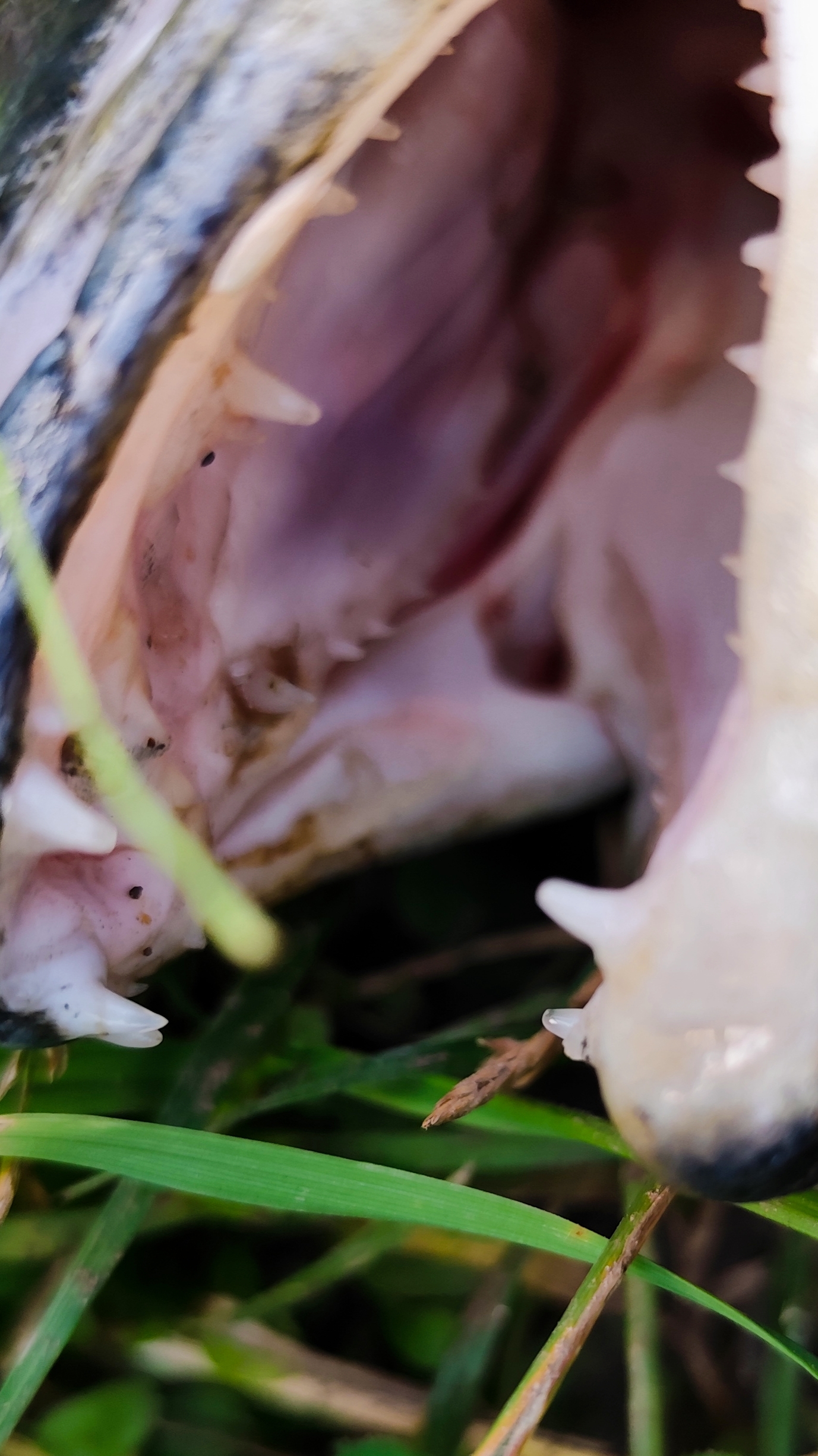 РЕЧНЫЕ МОНСТРЫ! #рыбалка #fish #fishing #природа #отдых #рыба #shorts #красота #хобби