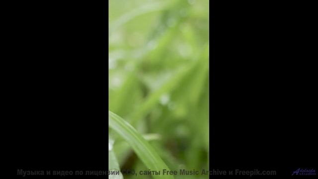 Этот видеоряд будто обнимает тебя целиком, нота за нотой - Lunar Addiction -- Hollie Cook -- Live at