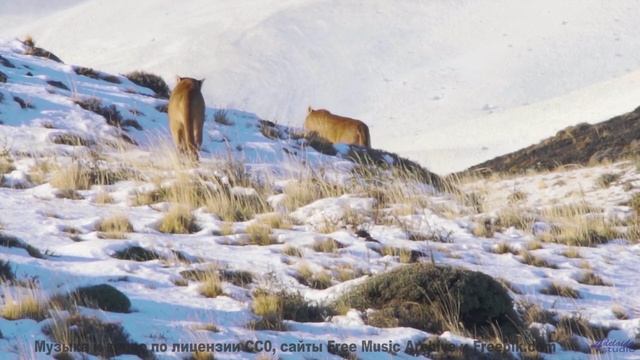 Саундтрек рождает ощущение, будто Земля говорит с вами - 50 Over The Speed Limit -- HoliznaCC0 -- Po