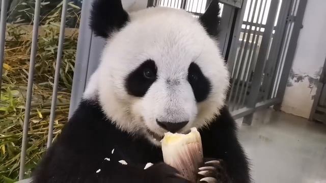 🐼 Наша Динечка в восторге от свежих росточков! 🌿