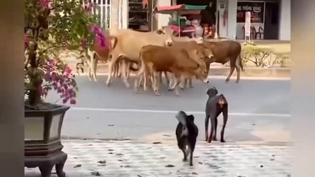 Какие-то странные коровы у китайцев