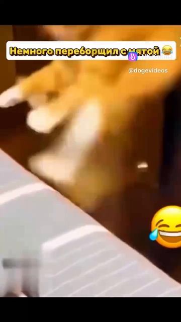 Необычный кот