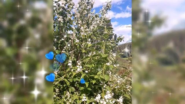 🌺 КРАСНЫЕ ПИОНЫ, ЖАСМИН, БУКЕТ ЦВЕТОВ 🌺 9 ИЮЛЯ 2025 г.🌺