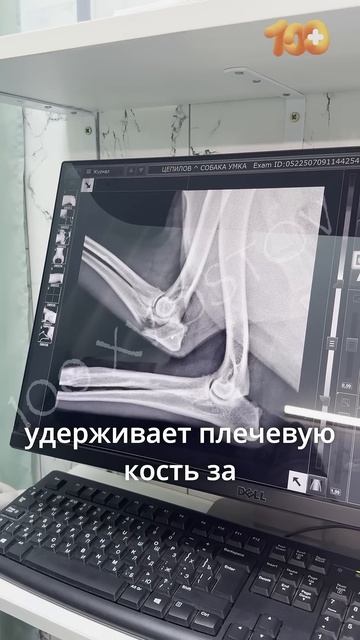 Умку сбила машина на глазах у женщины