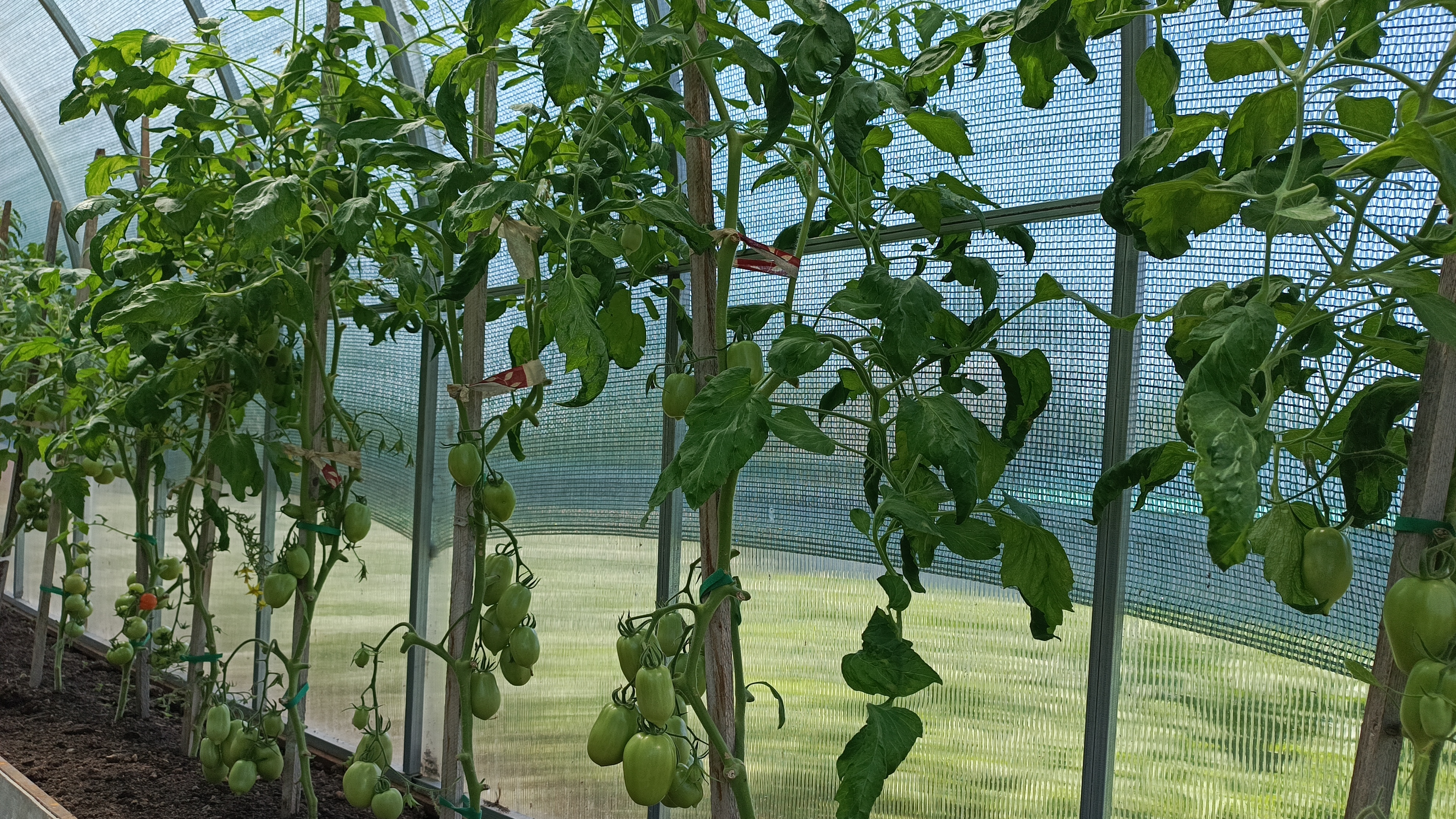 10-07-2025.Вопрос-ответ. Как я делаю обрезку листьев у помидор 🍅.