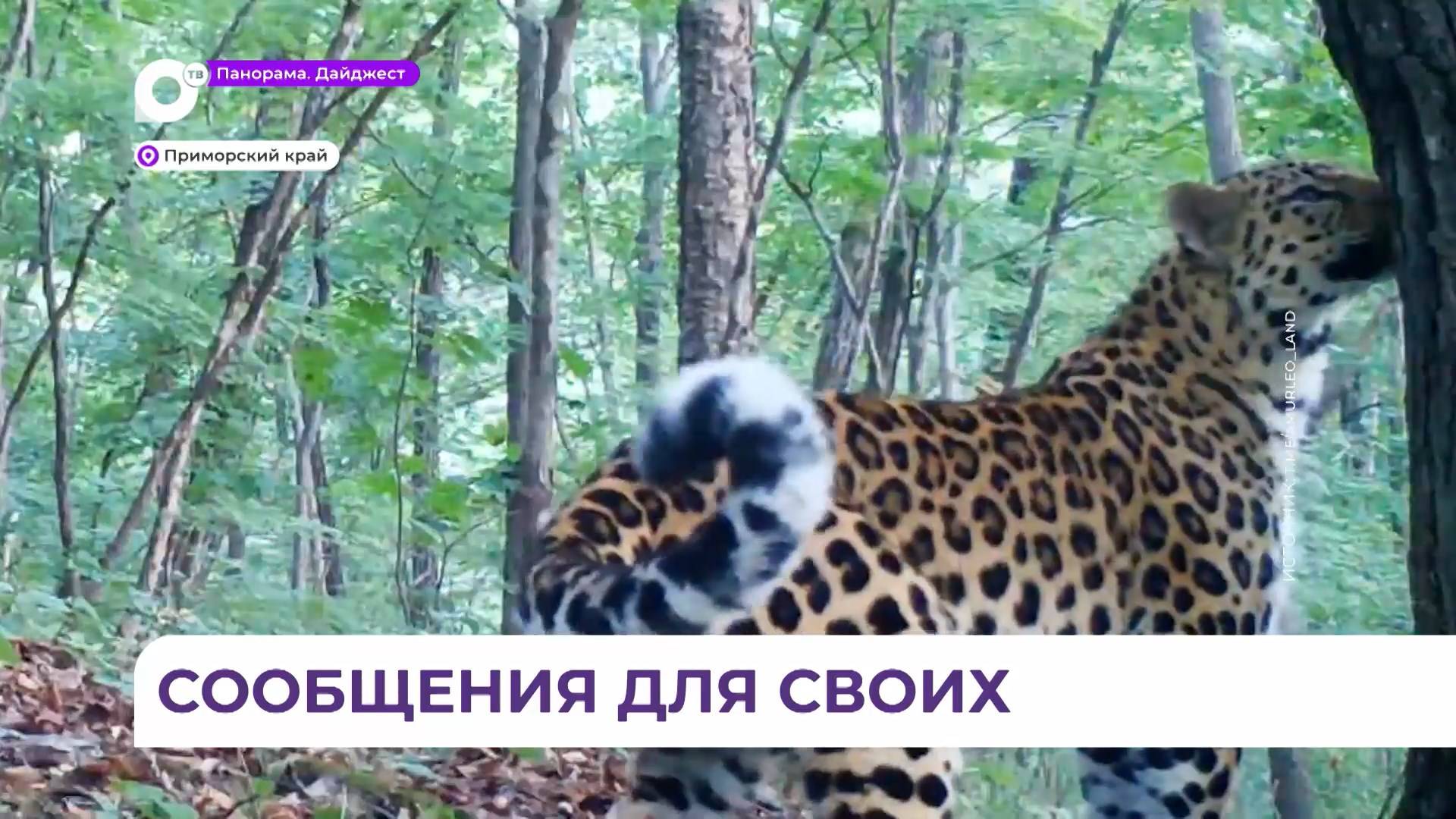 Фотоловушка зафиксировала ритуал дальневосточного леопарда в заповеднике