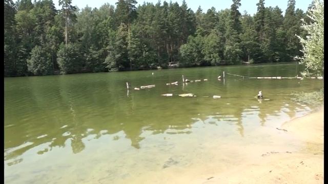В зареченский пруд запустили вторую партию биопрепаратов