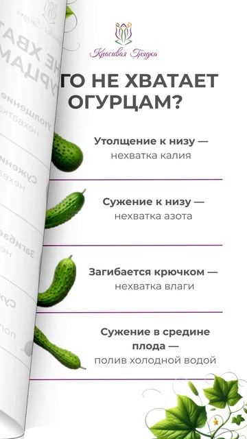 Как определить чего не хватает огурцам по их форме?