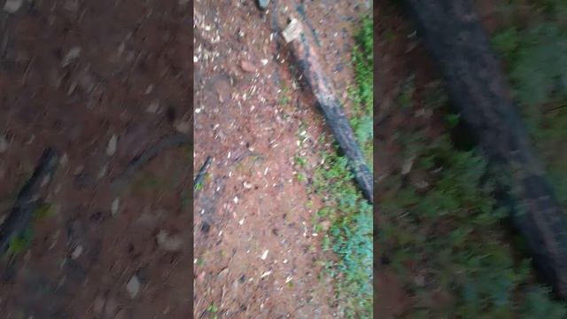 наконец-то срубили дерево в лесу