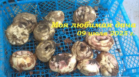 09.07.2025 _ Моя любимая дача