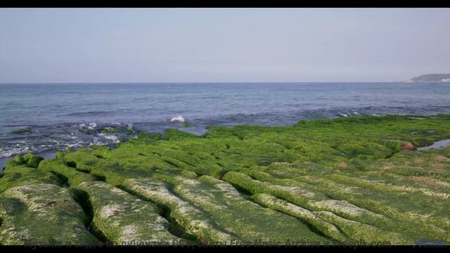 Звуки текут по венам вместе с реками и лесами - PhotobiomodulationStates of Coincidence -- 10 Echo -