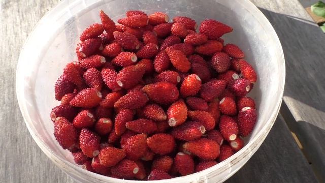 Сбор мелкоплодной клубники 1,5 л с 30 кустиков