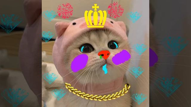 Рисуем котиков