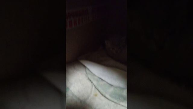 ПрИвЕт привет 2 часть зизнь чнешки и
Её Катят