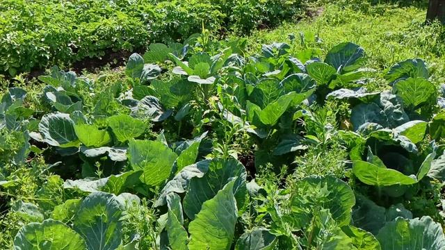 Просто лето.Просто жизнь.