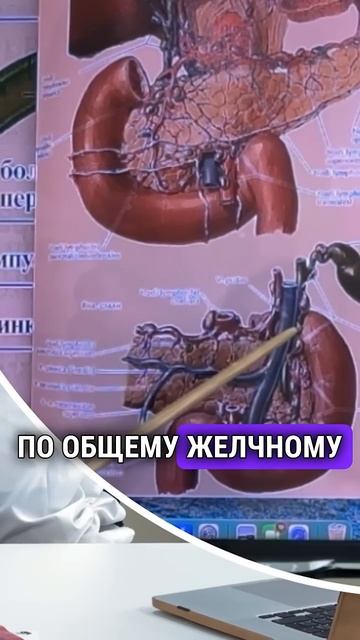 Как лимфатические узлы влияют на работу желчного пузыря и протока