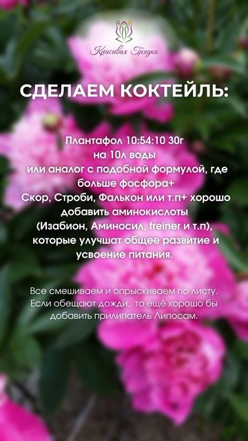 Важная подкормка пионов после цветения!