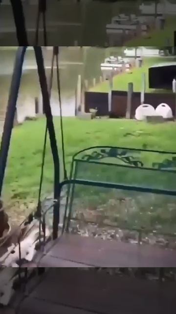 Собакен спасает хозяина ❤️🐶🥰❤️