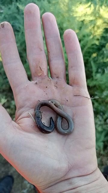 Червяк, он и в Африке червяк!