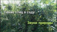Пение птиц в саду. Звуки природы. Яблоня на фоне.
