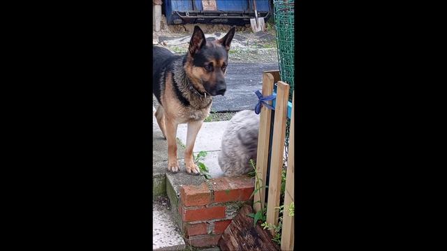 Собака. Кот.