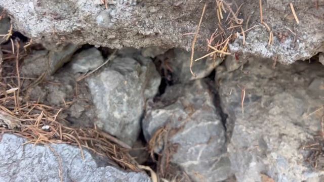 Буша одна пролезла в таинственную пещеру!