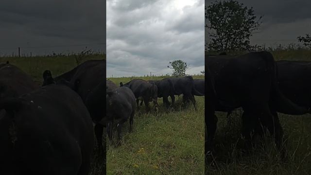 Перегон стада на другой контур электропастуха