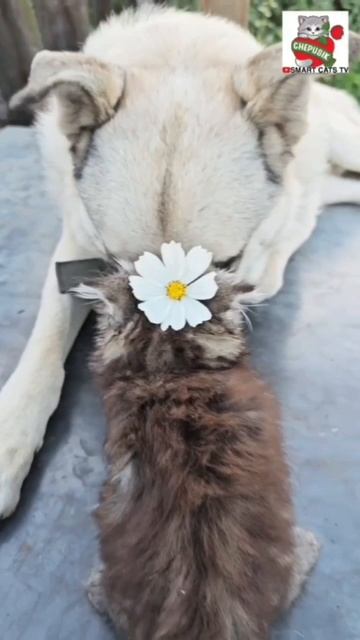 А сердечко бьётся бьётся не спеша 🌞🌼😻💗🐶