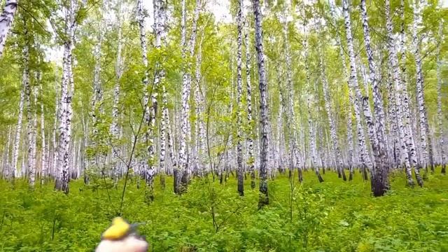 История про Мурзика и Петю