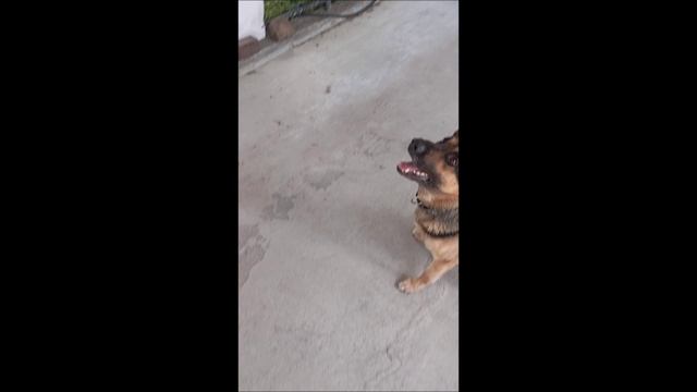 Собака. Том.