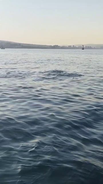 Встреча с дельфинами 🐬 в чёрном море ⛵