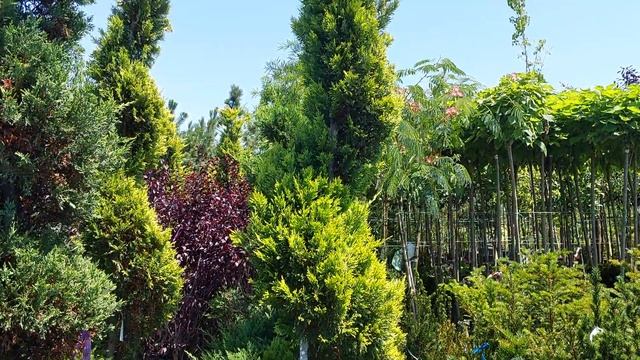 Кипарисовик LEYLANDII GOLD RIDER, CLT 130, SPIRAL