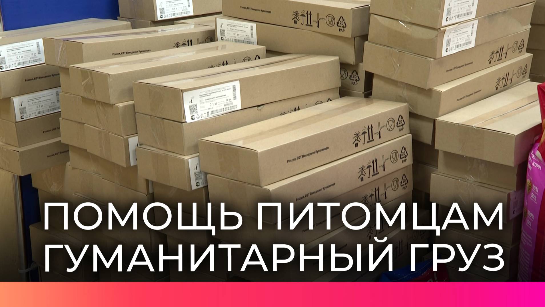 Бездомные животные Курской области получат гуманитарную помощь от новгородцев
