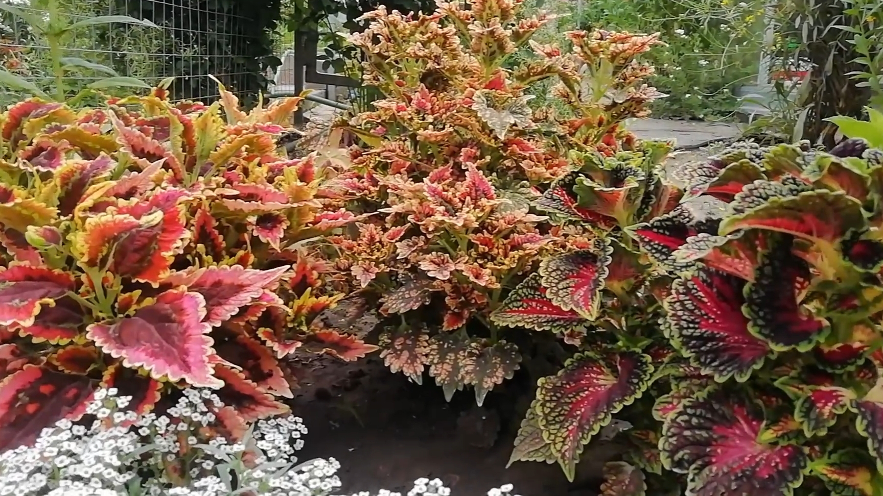 Прекрасное утро в саду.