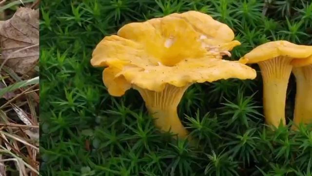 изучаем грибы 3 сезон 2 серия