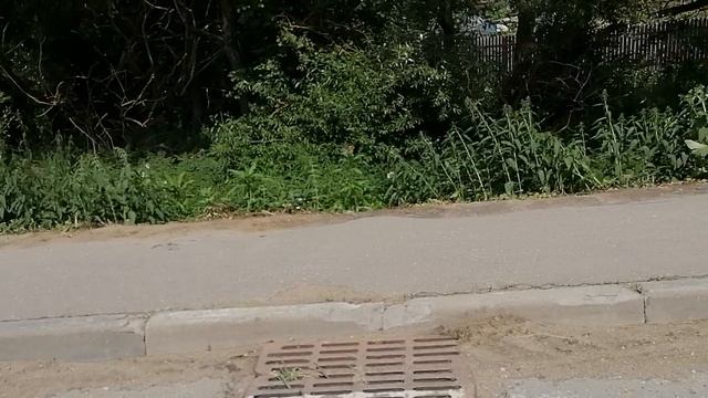 9.07.2025.Усадьба Парк Кино Ляхово! Парк Сибирских Кошек! Домодедово. Обзор проведённых работ. Моско