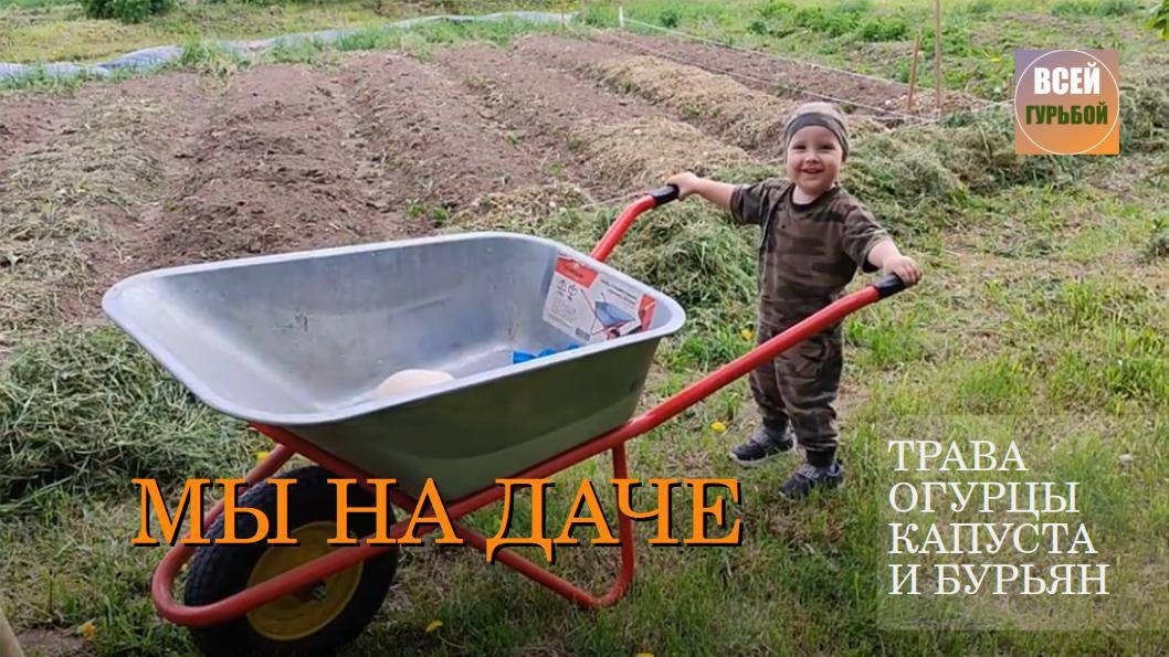 Трава, огурцы и капуста