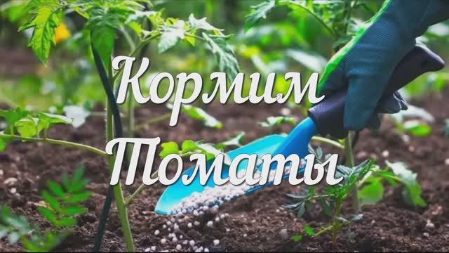Кормим Томаты. Кальциевая Селитра: КАК и КОГДА Её Применять?!