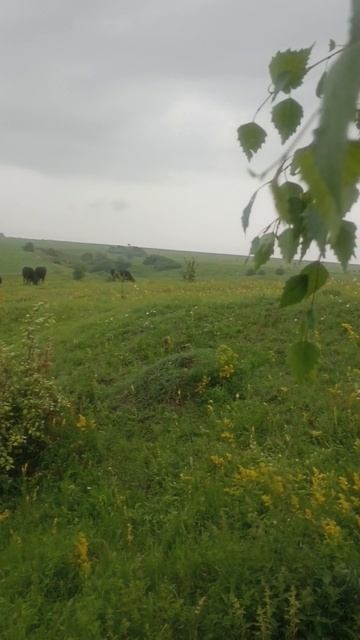 Нашли грибы