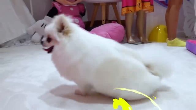 Miss Katy • Мисс Кейт - Макс и Кэти играют с домашними животными (1)