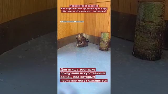 Мороженое и бассейн. Как переживают тропическую жару обитатели Московского зоопарка?