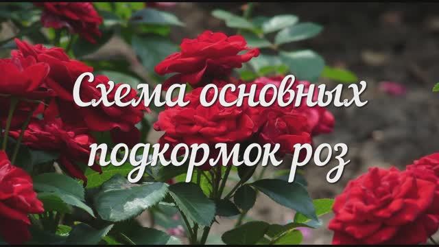 ЕСЛИ СДЕЛАЕШЬ Для РОЗ  Эти ПОДКОРМКИ С НАЧАЛА ВЕСНЫ, Они Будут Цвести Все Лето!